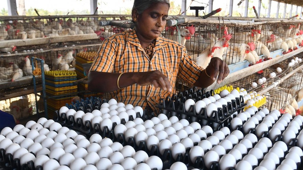 நாமக்கலில் உயரும் முட்டை விலை.. கொள்முதல் அதிகரிப்பால் விலை உயர்வா? WhatsApp Image 2025 05 13 at 11.16.33 AM