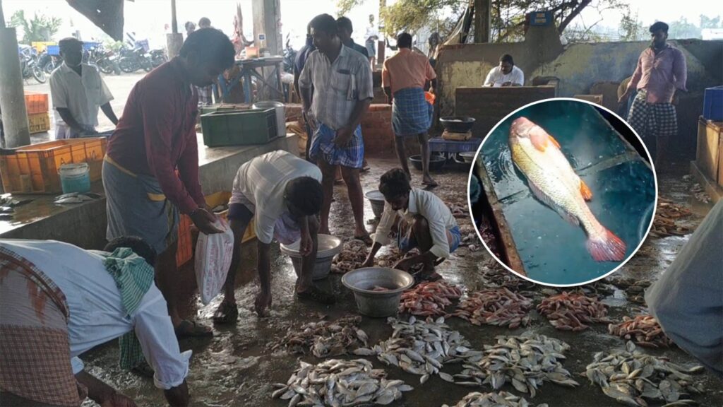 ஒரு மீன் ரூ.26,000-ப்பே… அப்படி என்ன சிறப்பு? WhatsApp Image 2025 05 14 at 2.08.16 PM