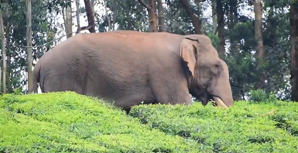 Screenshot 2025 06 03 120051