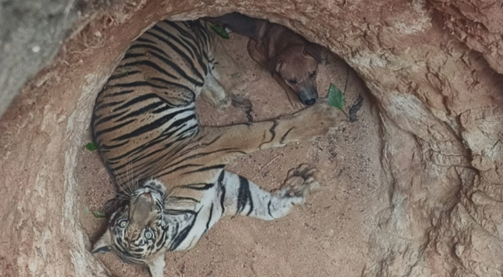 இடுக்கியில் கிணற்றில் விழுந்த புலி வனத்துறையின் துப்பாக்கி மயக்கத் திட்டம் tiger rescur iddiki