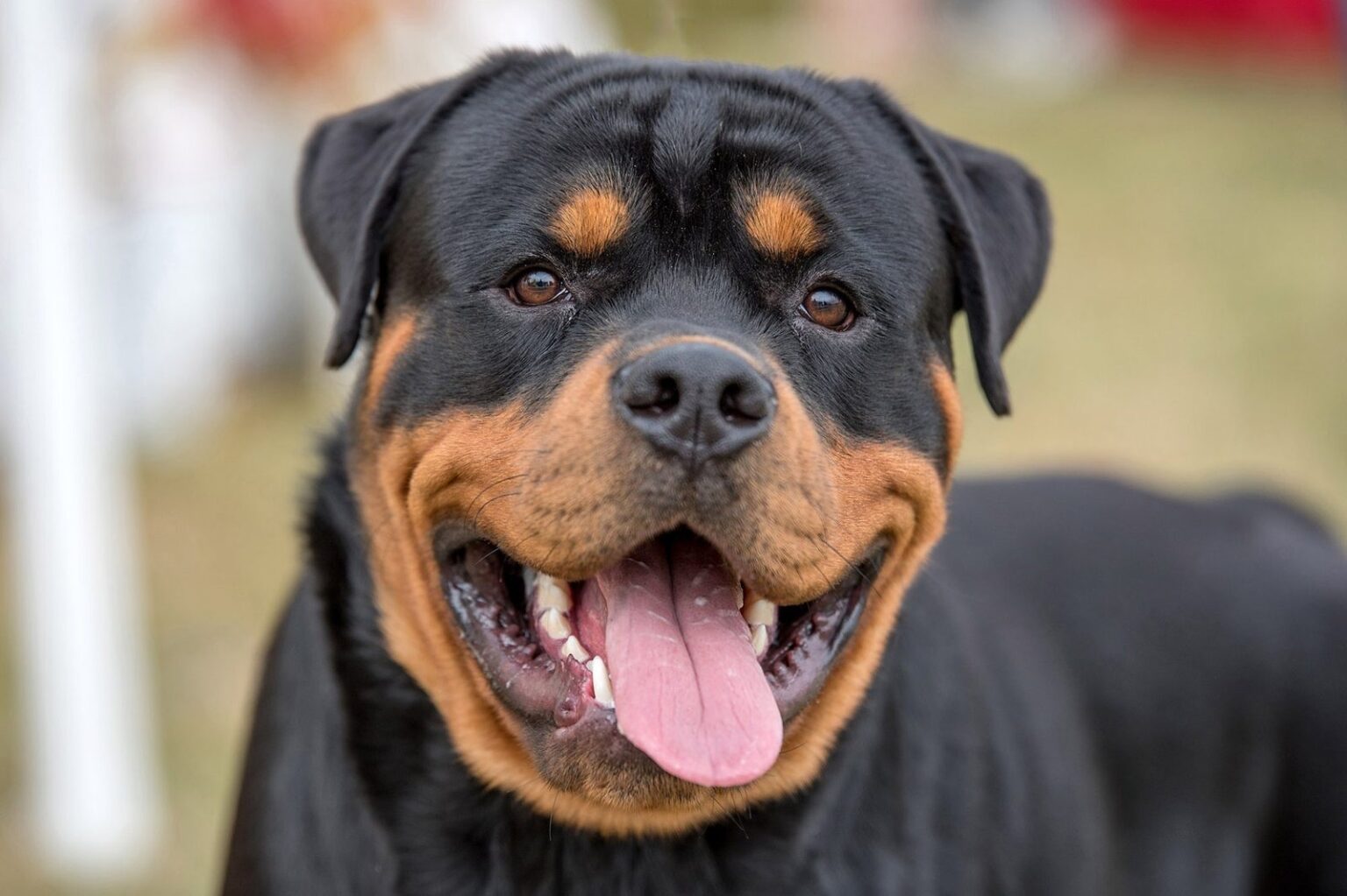 rottweiler Dog breed age charact