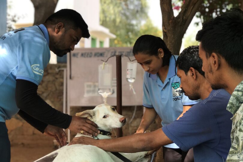 HOME PAGE Turquoise Box 5 Owner Animal Care 2 TOLFA staff treating a white dog 810x540 1