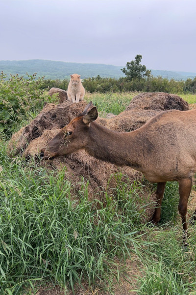 oldest deer ginger and beauty