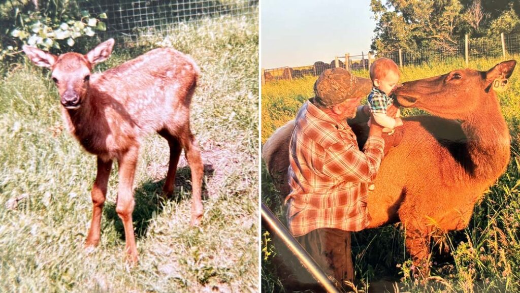 oldest deer split header