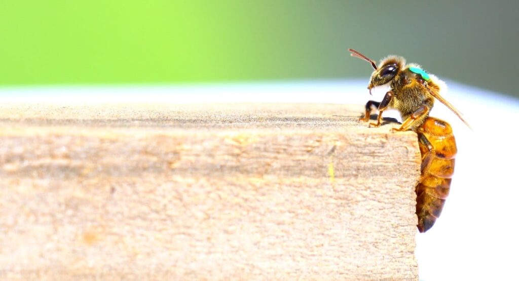 Queen bee on wood