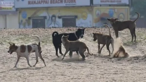 500 dogs killed