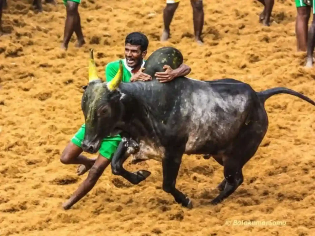Palamedu jallikattu