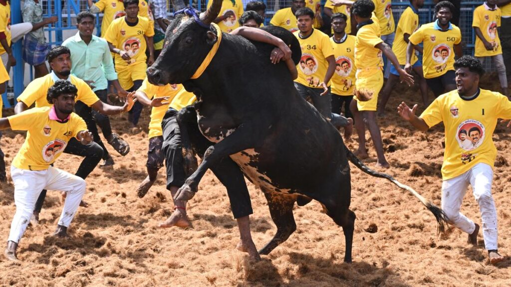 special jallikattu 3