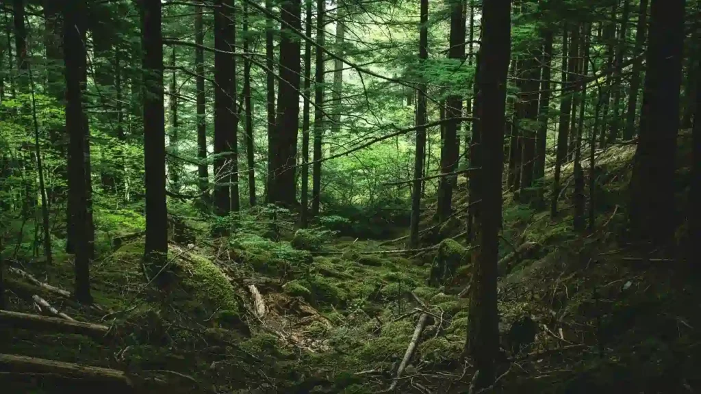 most forests in the world