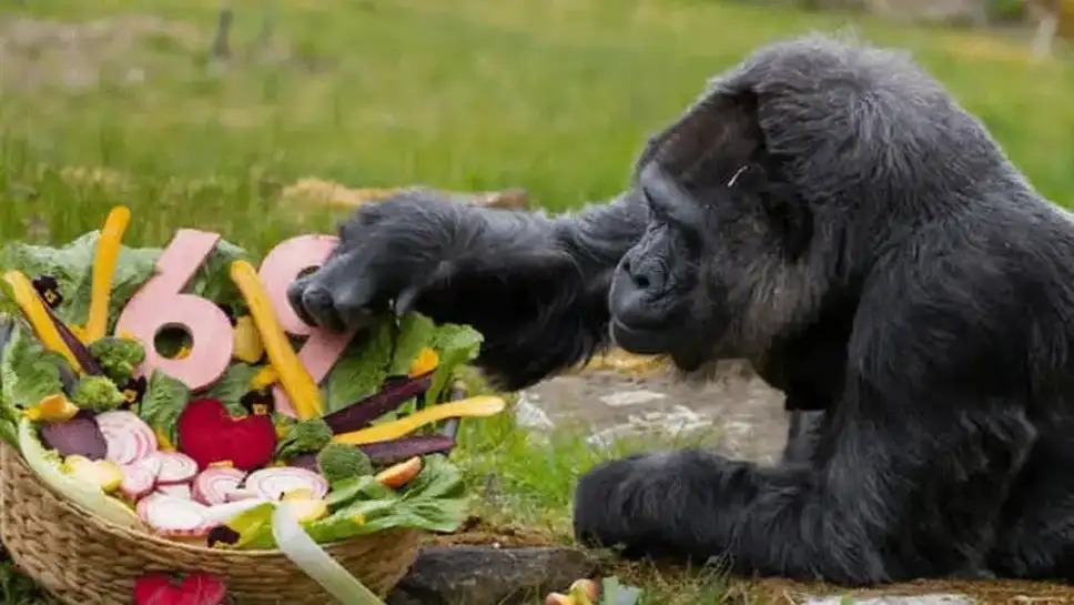 69 வயதில் ‘கெத்து’ காட்டும் கொரில்லா!. கின்னஸ் சாதனை!. பேத்தியுடன் விளையாடி மகிழும் ஆச்சரியம்! Gorilla 69 age