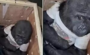 69 வயதில் 'கெத்து' காட்டும் கொரில்லா!. கின்னஸ் சாதனை!. பேத்தியுடன் விளையாடி மகிழும் ஆச்சரியம்! 1 gorilla grand mother