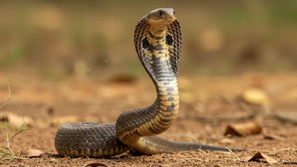 snake kerala