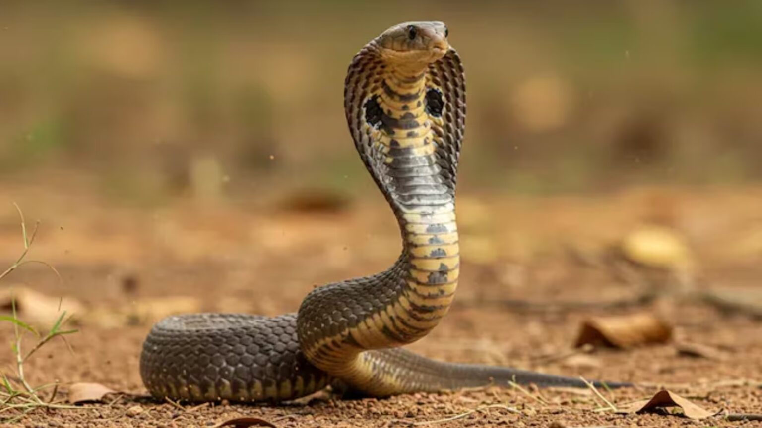 snake kerala