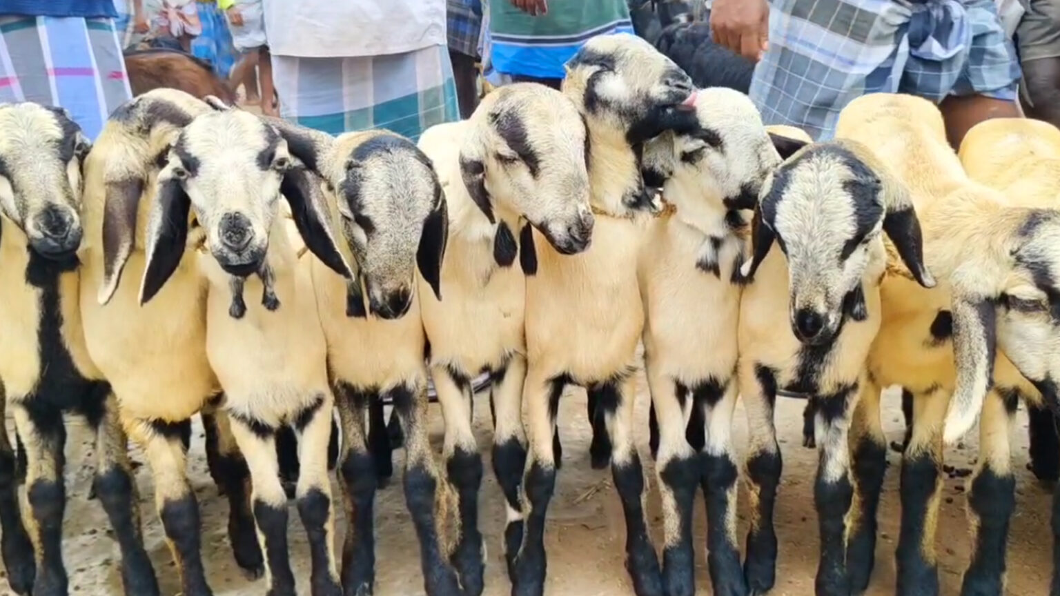 006 goat