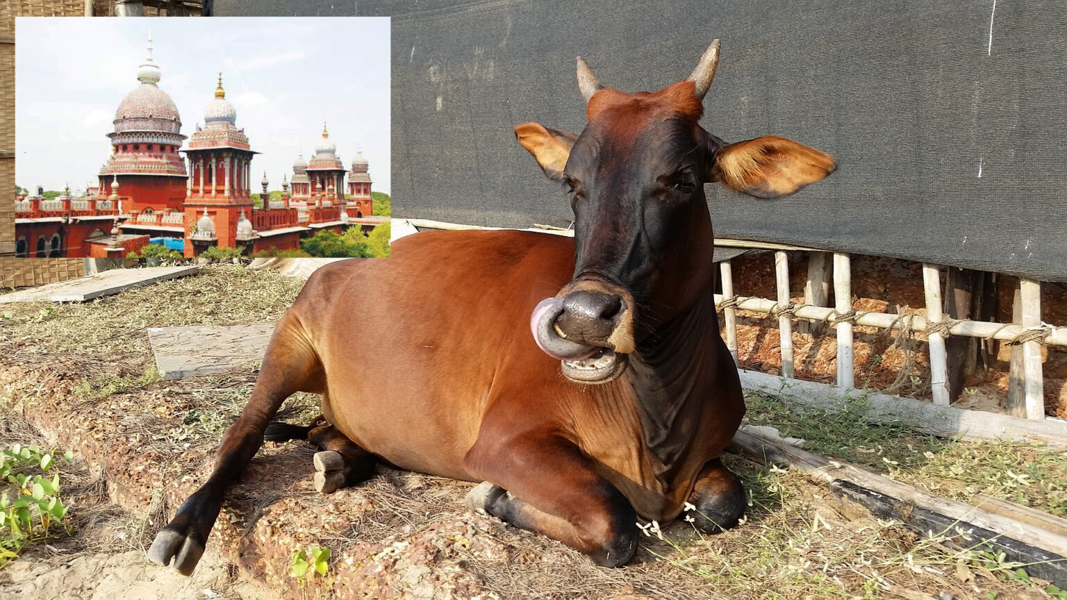 008 cow