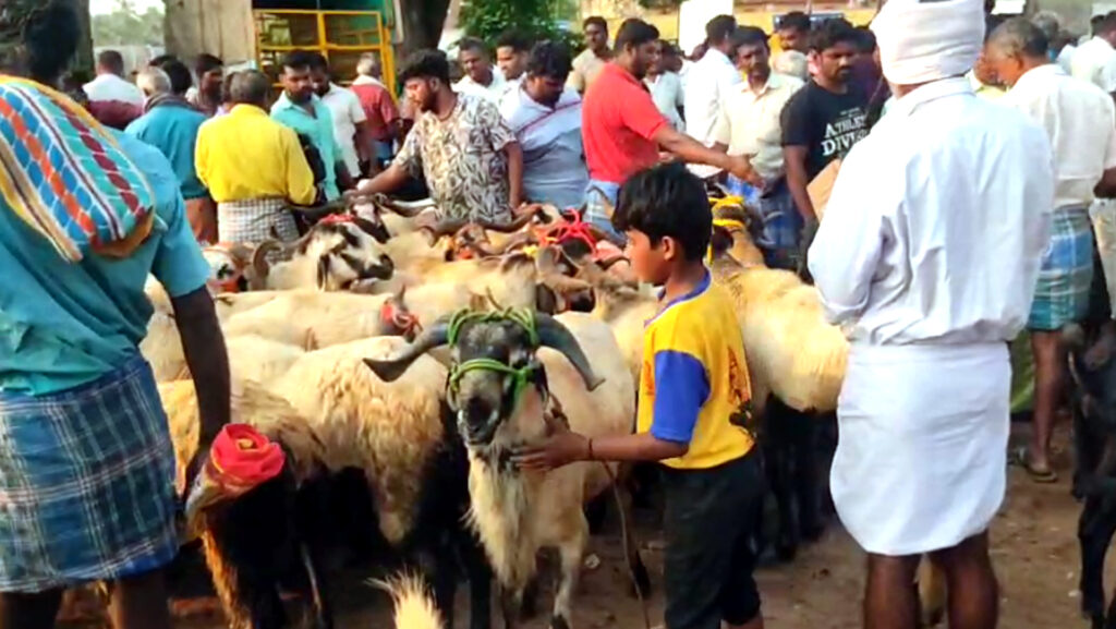 ரூ.3 கோடிக்கு ஆடுகள் விற்பனை – வாரச்சந்தையில் விவசாயிகள் மகிழ்ச்சி 1 013 Goat