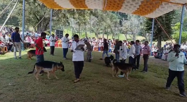 கொடைக்கானல் கோடை விழா: பல வகை நாய்களின் கண்கவர் அணிவகுப்பு! Dog
