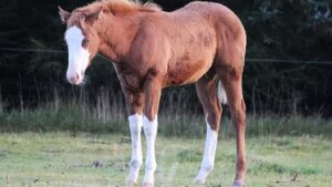 Glanders horse