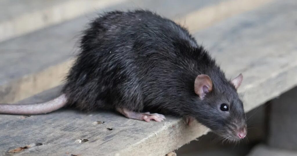 govt hospital rat
