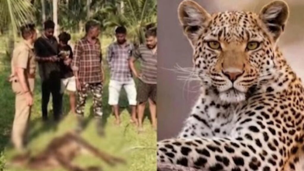 kovai Leopard