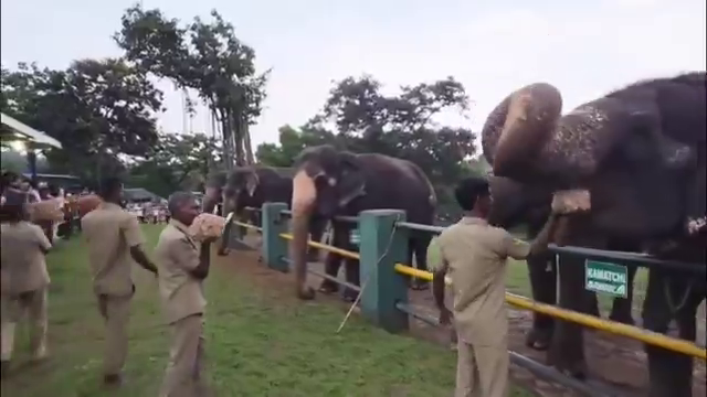 களைகட்டும் முதுமலை தெப்பக்காடு யானைகள் முகாம்… ரசித்து மகிழும் சுற்றுலாப் பயணிகள்! vlcsnap 2026 05 20 11h53m08s543