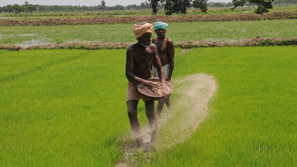குறுவை சாகுபடிக்கு ரூ.134.83 கோடி சிறப்புத் தொகுப்பு: முதல்வர் அறிவிப்பு Paddy Cultivation