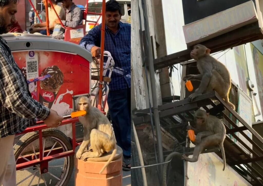 டெல்லியில் சுட்டெரிக்கும் வெயில்!. குரங்குகளுக்கு ஐஸ் வழங்கி மனிதாபிமானம் காட்டிய வியாபாரி! delhi ice monkeys