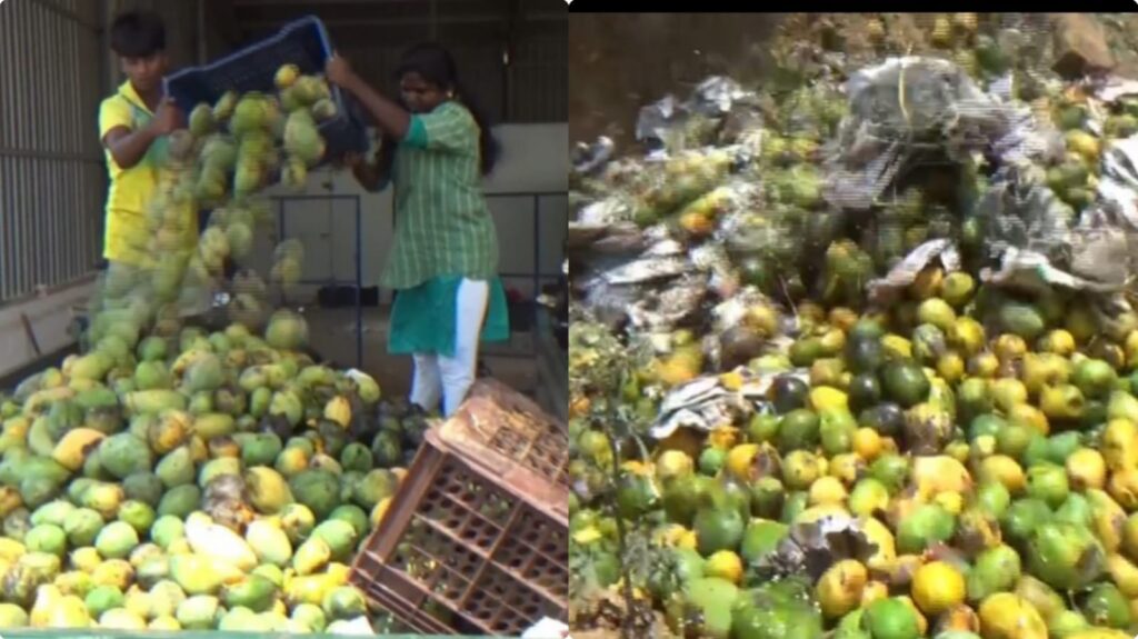 மாம்பழங்கள் விலை கடும் வீழ்ச்சி!. குப்பையில் கொட்டும் விவசாயிகள்! dindugal mango