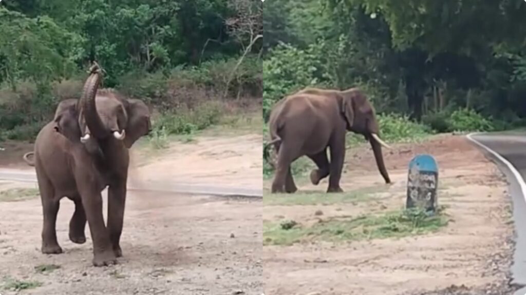 ‘எங்க ஏரியா உள்ளே வராதே!. ’குட்டிக் கொம்பன்’ யானை ஒய்யார உலா!. இருசக்கர வாகனங்களுக்கு தடை! kovai Kutti Komban elephant