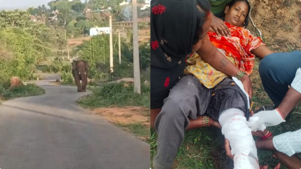 காட்டு யானை தாக்கியதில் சுக்குநூறாக நொறுங்கிய இளம்பெண்ணின் கால்!. கிருஷ்ணகிரியில் தொடரும் சோகம்! krishnagiri elephant attack