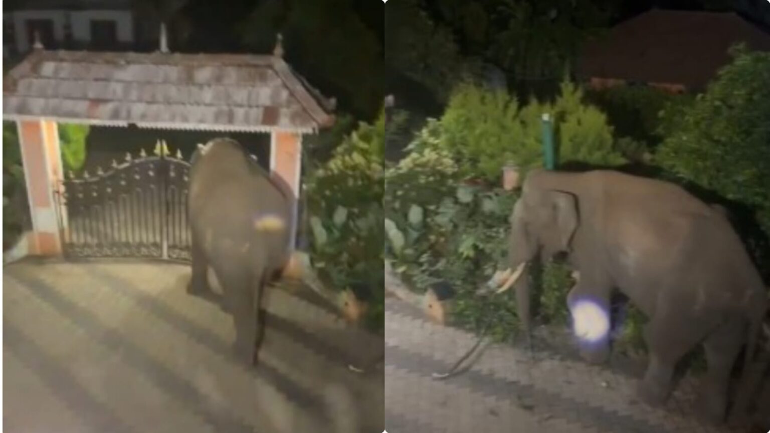 nilgiri elephant