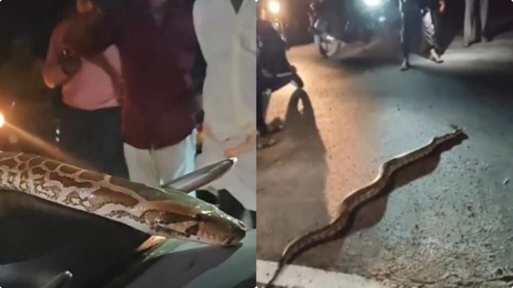 நடுரோட்டில் டூவீலர் சீட்டில் படுத்துக்கொண்ட மலைப்பாம்பு!. அலறியடித்து ஓடிய மக்கள்! python vellore
