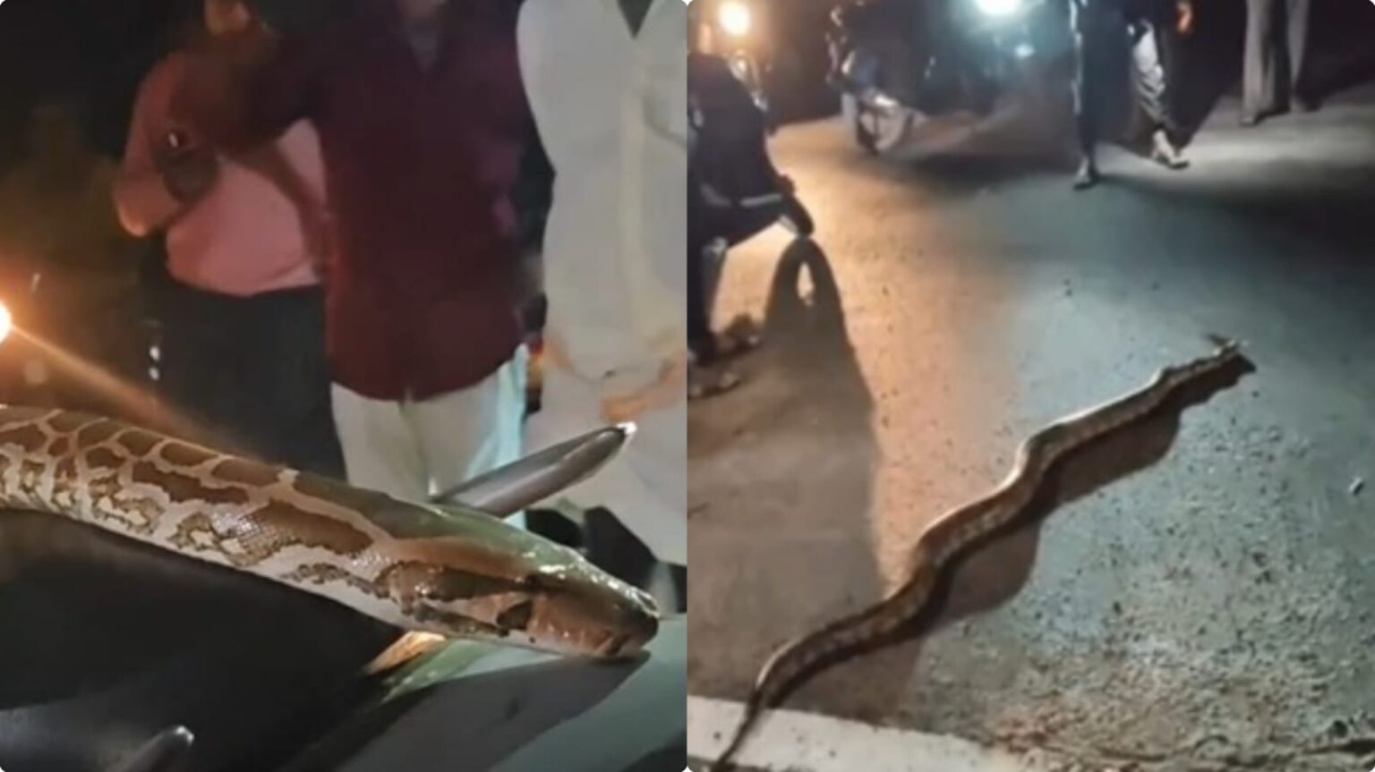 python vellore