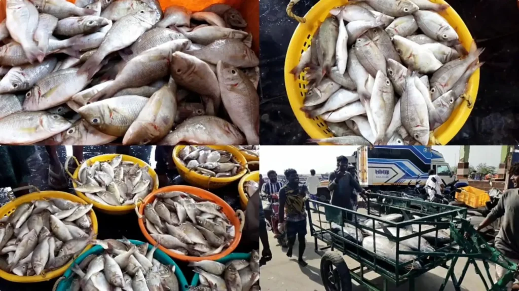 மீன்பிடி தடைக்காலம்!. தூத்துக்குடியில் எகிறிய மீன் விலை!. வஞ்சிரம் கிலோ ரூ.1600-க்கு விற்பனை! tuticorin fish price