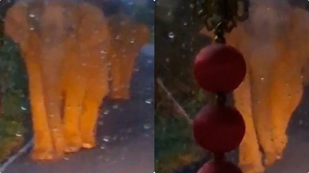 நடுவழியில் நின்ற யானைக்கூட்டம்!. அரசு பேருந்தை ஆக்ரோஷமாக தாக்கிய கபாலி!. பயணிகள் அலறல்! valparai elephant