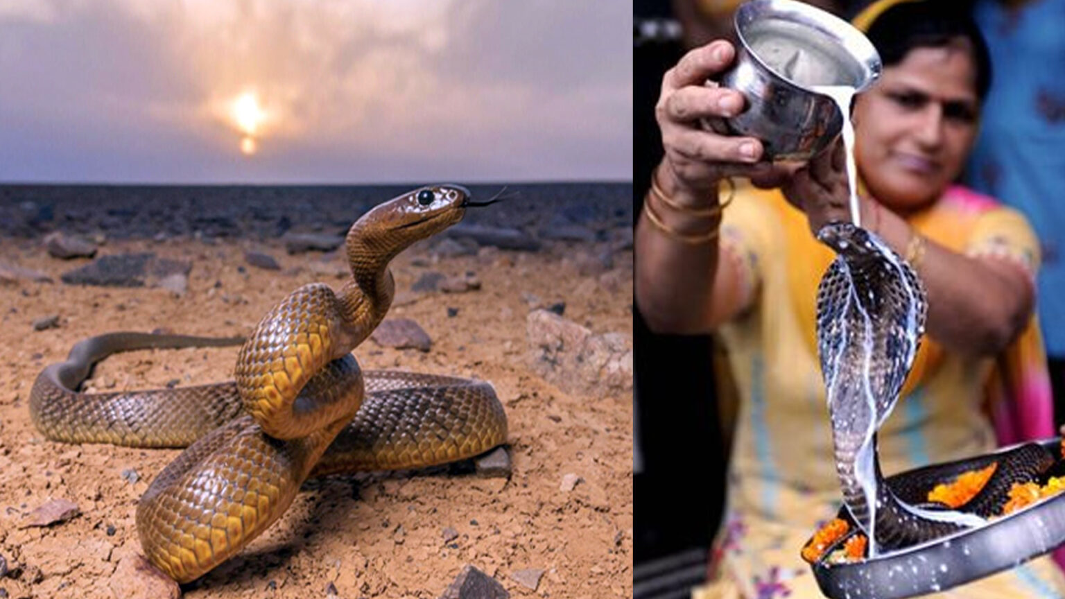 002 snake