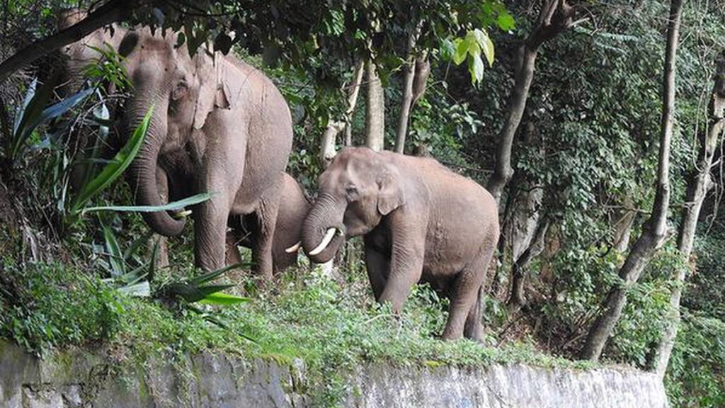 இறுதி செய்யப்பட்ட யானை வழித்தடங்கள்; விரைந்து அறிவியுங்கள் – அரசுக்கு உயர்நீதிமன்றம் உத்தரவு 013 elephant