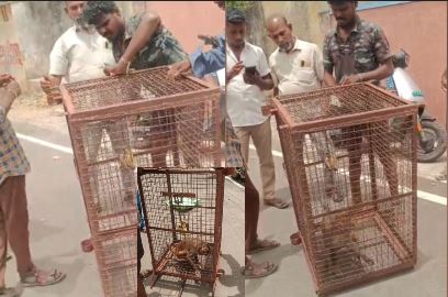 செங்கல்பட்டு : ஒரே நாளில் 8 பேரை கடித்த குரங்கு..! வனத்துறையால் கூண்டு வைத்து பிடிப்பு..! 4 2