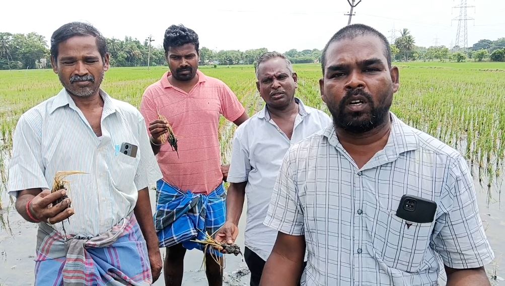 மயிலாடுதுறை : உப்பாக உள்ள நிலத்தடி நீர்..! குறுவை சாகுபடி பாதிப்பு..! விவசாயிகள் வேதனை..! 6 11