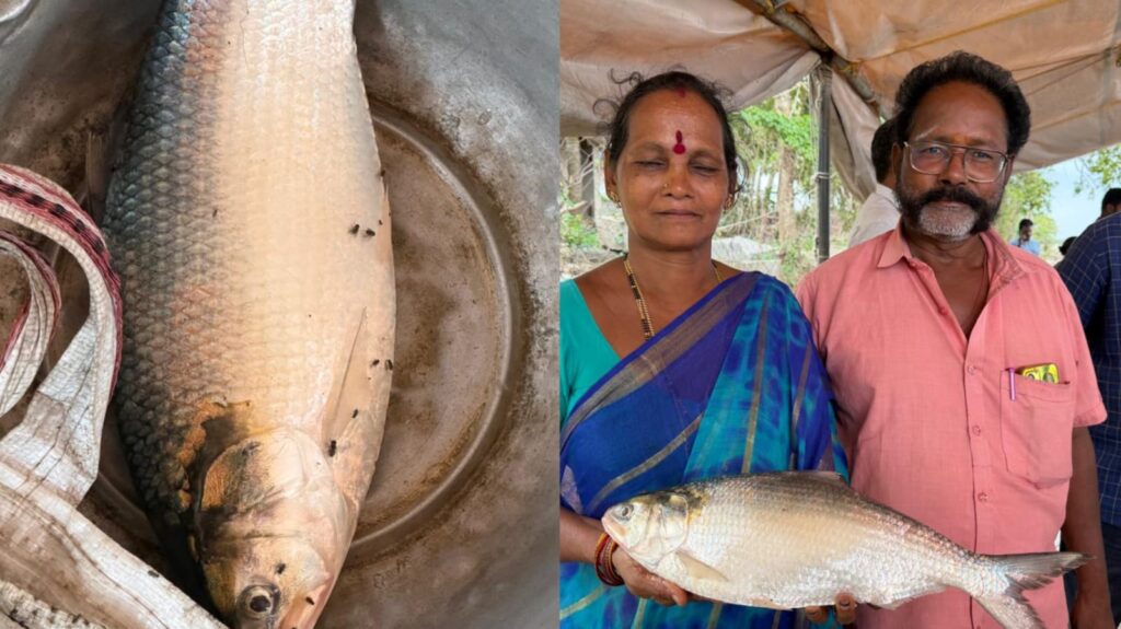 Rare Pulasa fish