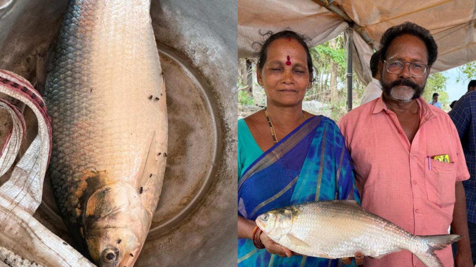 Rare Pulasa fish