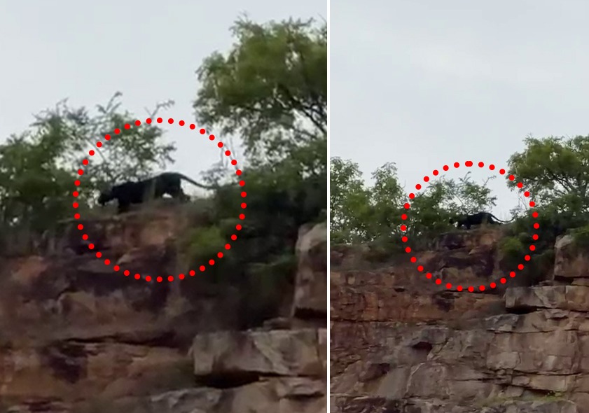 கோவை கணுவாய் மலைப்பகுதியில் உலா வரும் கருஞ்சிறுத்தை: பொதுமக்கள் அச்சம்- வனத்துறைக்கு கோரிக்கை! WhatsApp Image 2026 07 18 at 9.40.57 AM