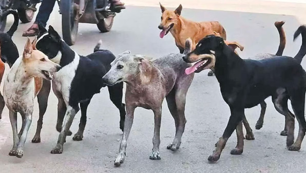 இந்த ஆண்டிலேயே இலக்கு.. தெருநாய் தொல்லைக்கு முற்றுப்புள்ளி வைக்க தமிழக அரசு தீவிரம்..!! image 14
