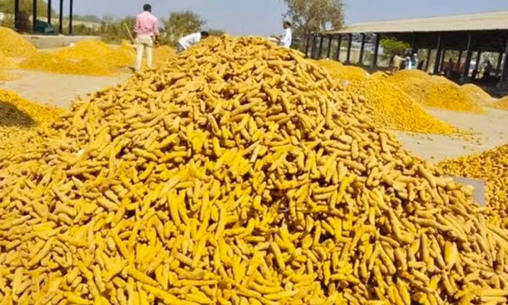 மஞ்சள் விலை தொடர்ந்து உயர்வு..!! ஈரோடு விவசாயிகள் உற்சாகம்..!! image 42 1