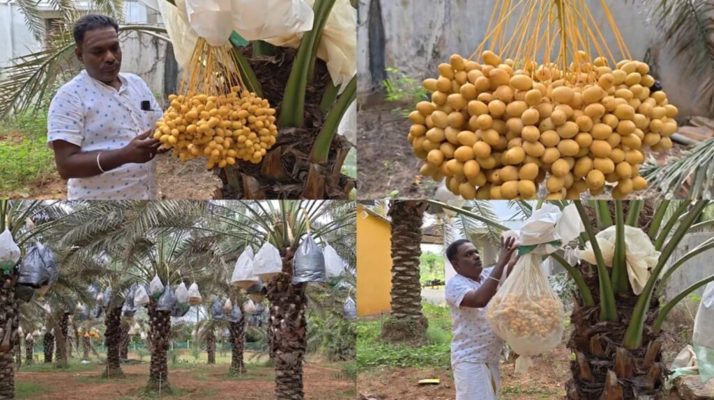 krishnagiri Arabian dates