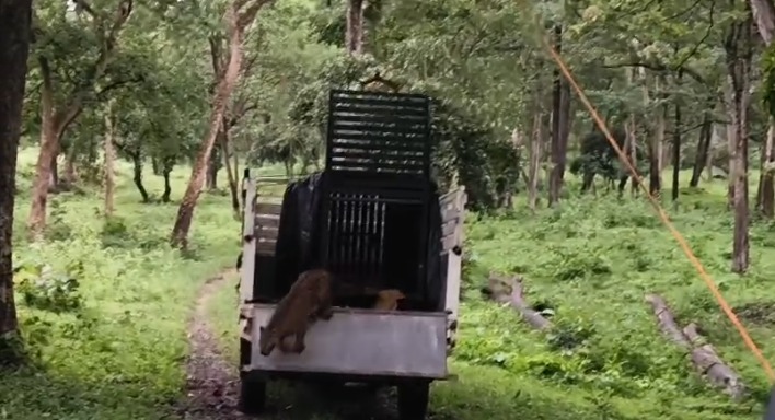 வேலியில் சிக்கிய சிறுத்தை!. பத்திரமாக மீட்டு வனப்பகுதிக்குள் விட்ட வனத்துறையினர்! leopard nilgiri
