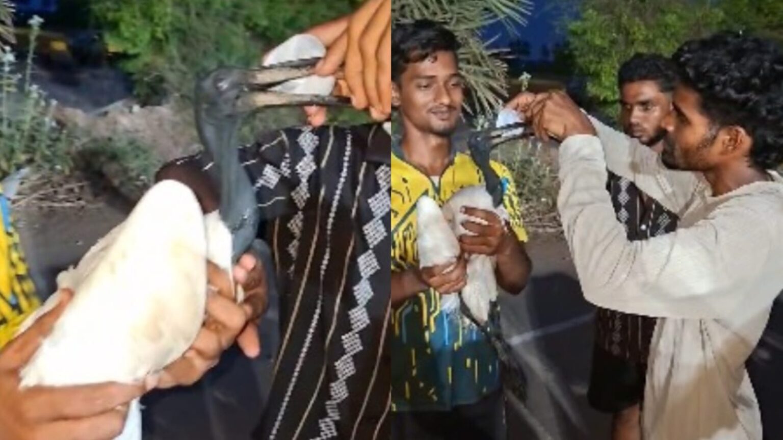 உயிருக்குப் போராடிய அரிய வகை ‘அரிவாள் மூக்கன்’!. தண்ணீர் கொடுத்து உதவிய இளைஞர்கள்! puducherry arival mukkan bird