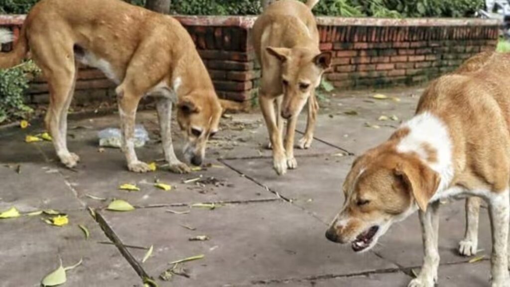 தெருநாய்களுக்கு இனி இந்த இடங்களில்தான் உணவளிக்க வேண்டும்!. சென்னையில் புதிய கட்டுப்பாடு! stray dogs