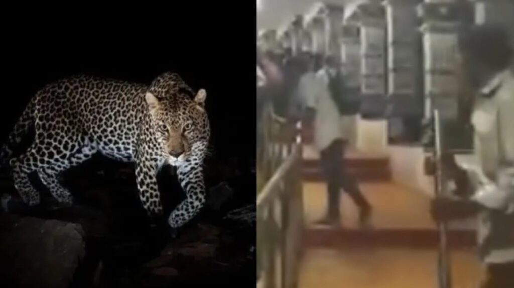 tirupati leopard