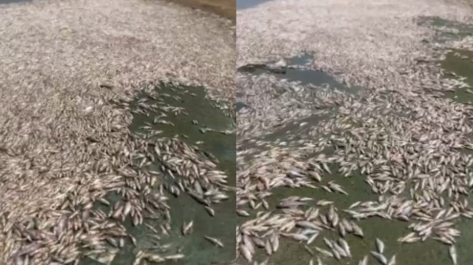 trichy cauvery river fish